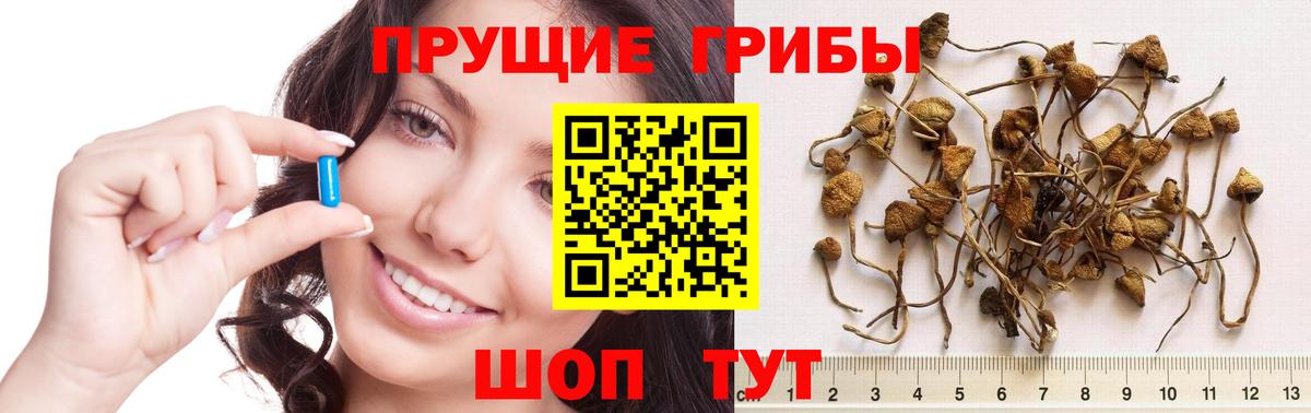 Сланцы  Галлюциногенные грибы прущие грибы  что такое наркотик  Вход с VPN 